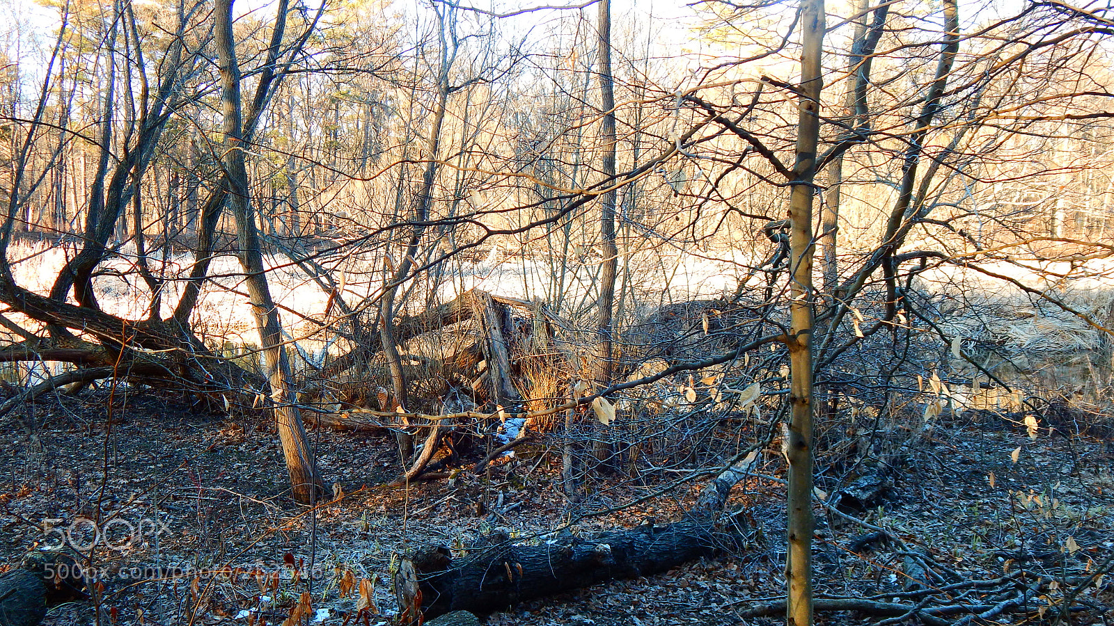 Nikon Coolpix L830 sample photo. Hiking trail near wilson photography