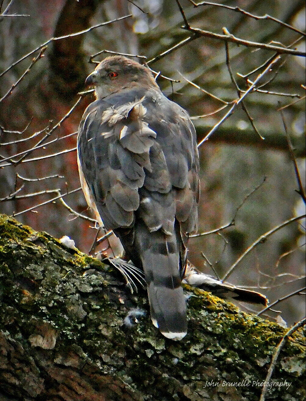 Samsung NX500 sample photo. Cooper's hawk april 8 photography