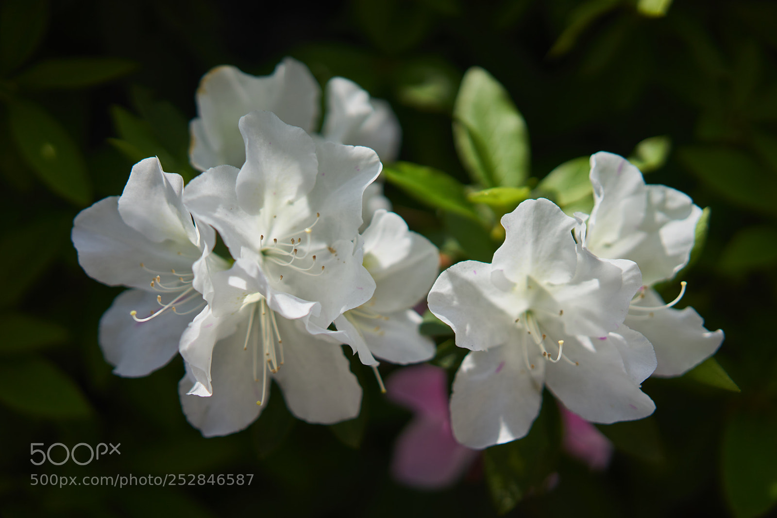 Sony a7 sample photo. Flowers 6393 photography