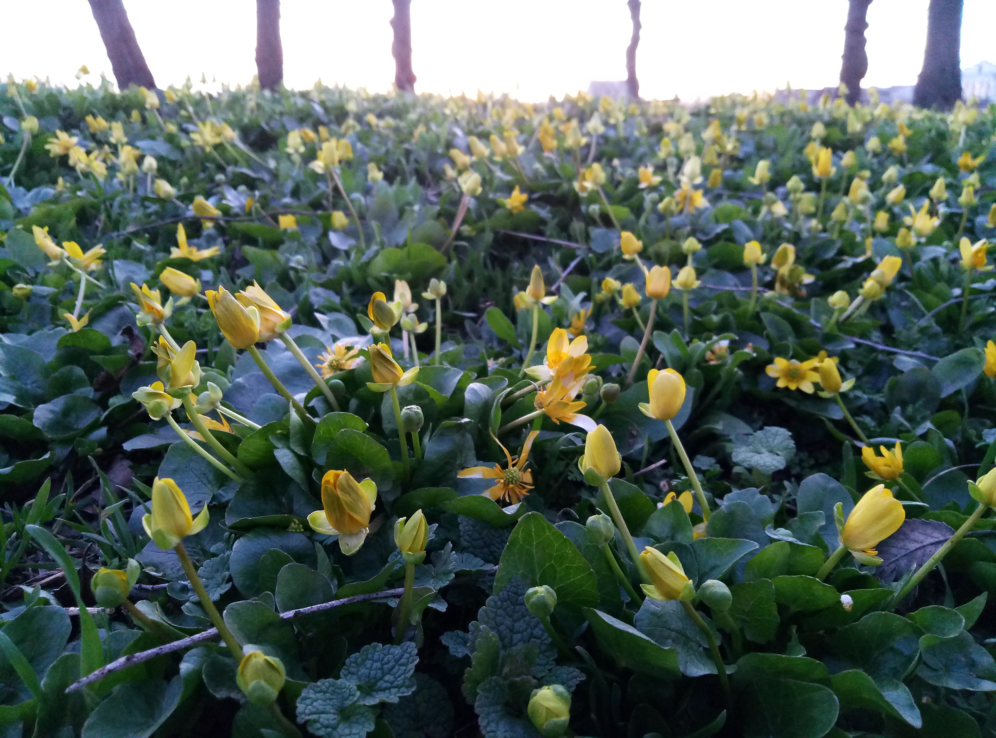 Meizu M3 Max sample photo
