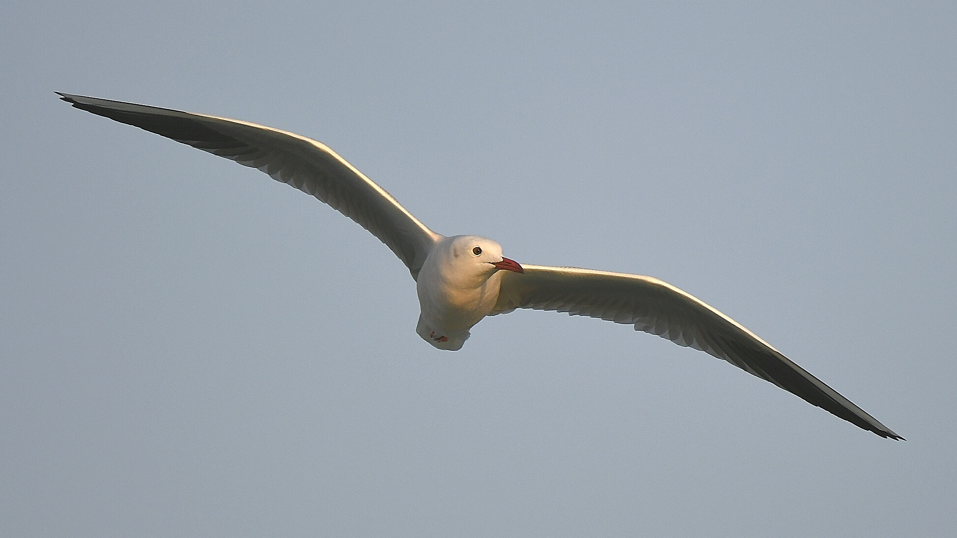 Nikon AF-S Nikkor 200-500mm F5.6E ED VR sample photo. Gull in flight photography