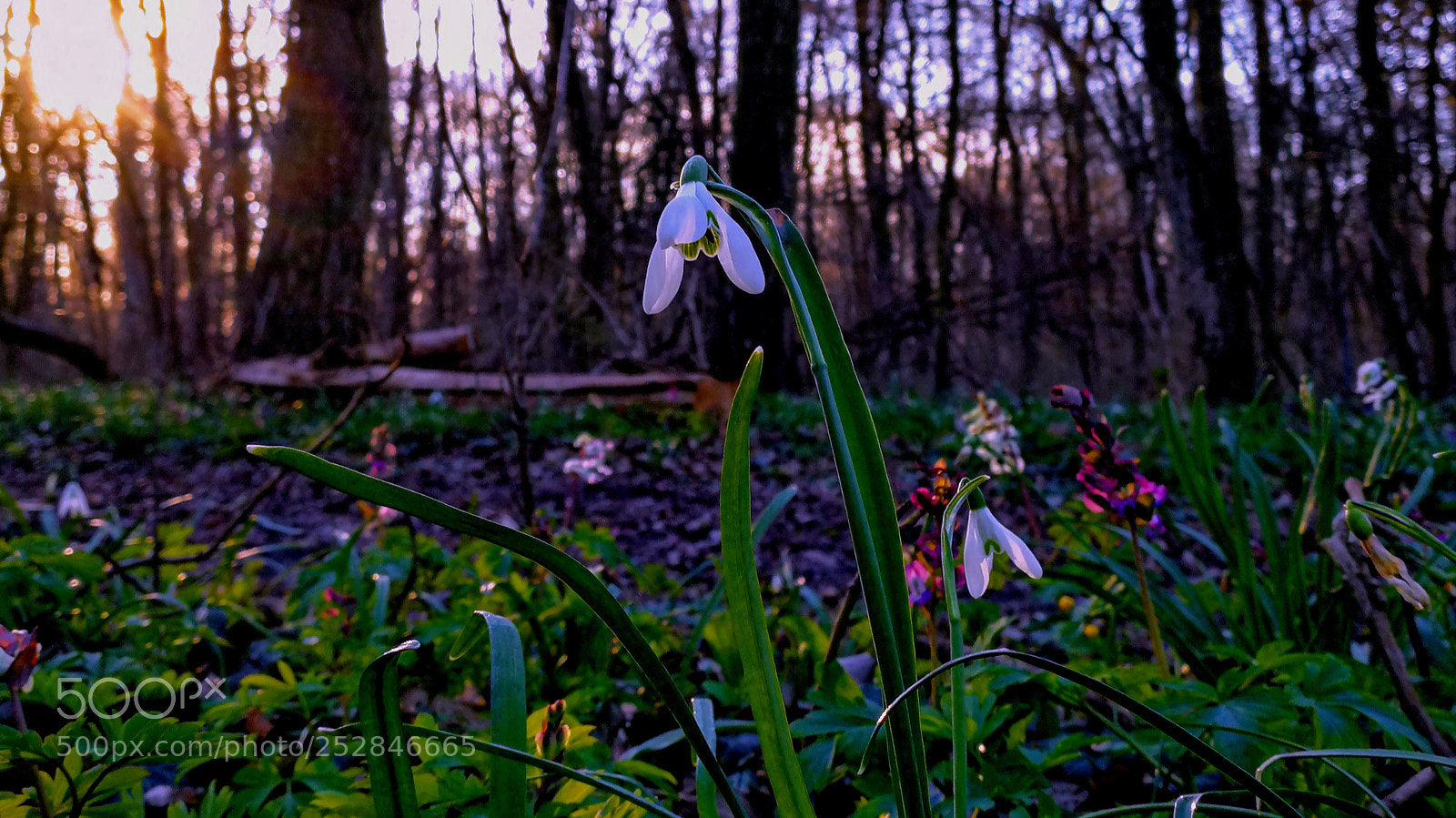 HUAWEI Mate 9 sample photo. Spring flowers by sunset photography