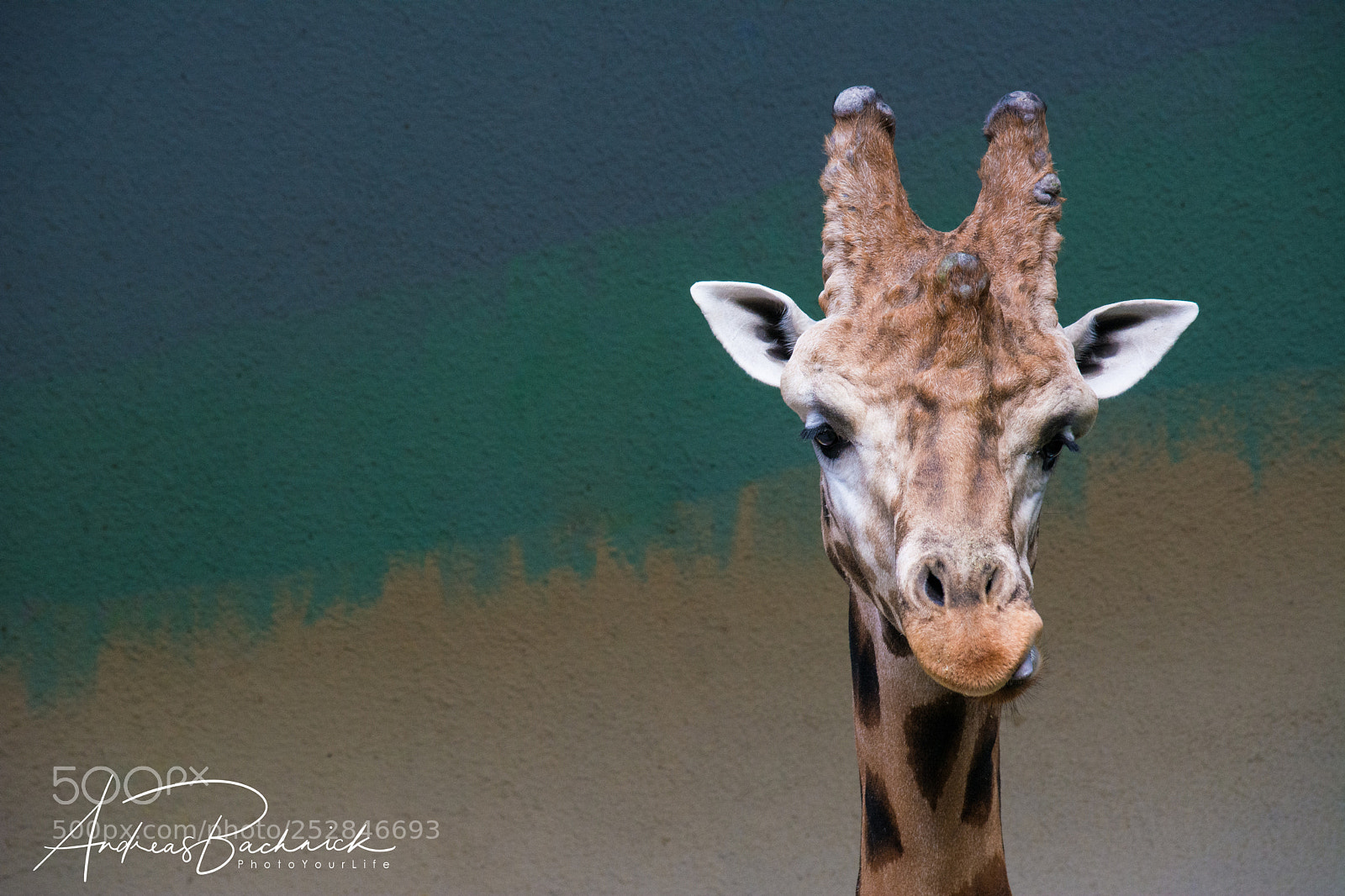 Nikon D5200 sample photo. Longneck on the right photography