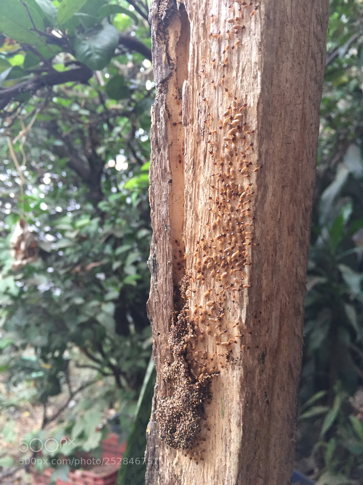 Apple iPhone 6 sample photo. Termites. natural beauty. photography