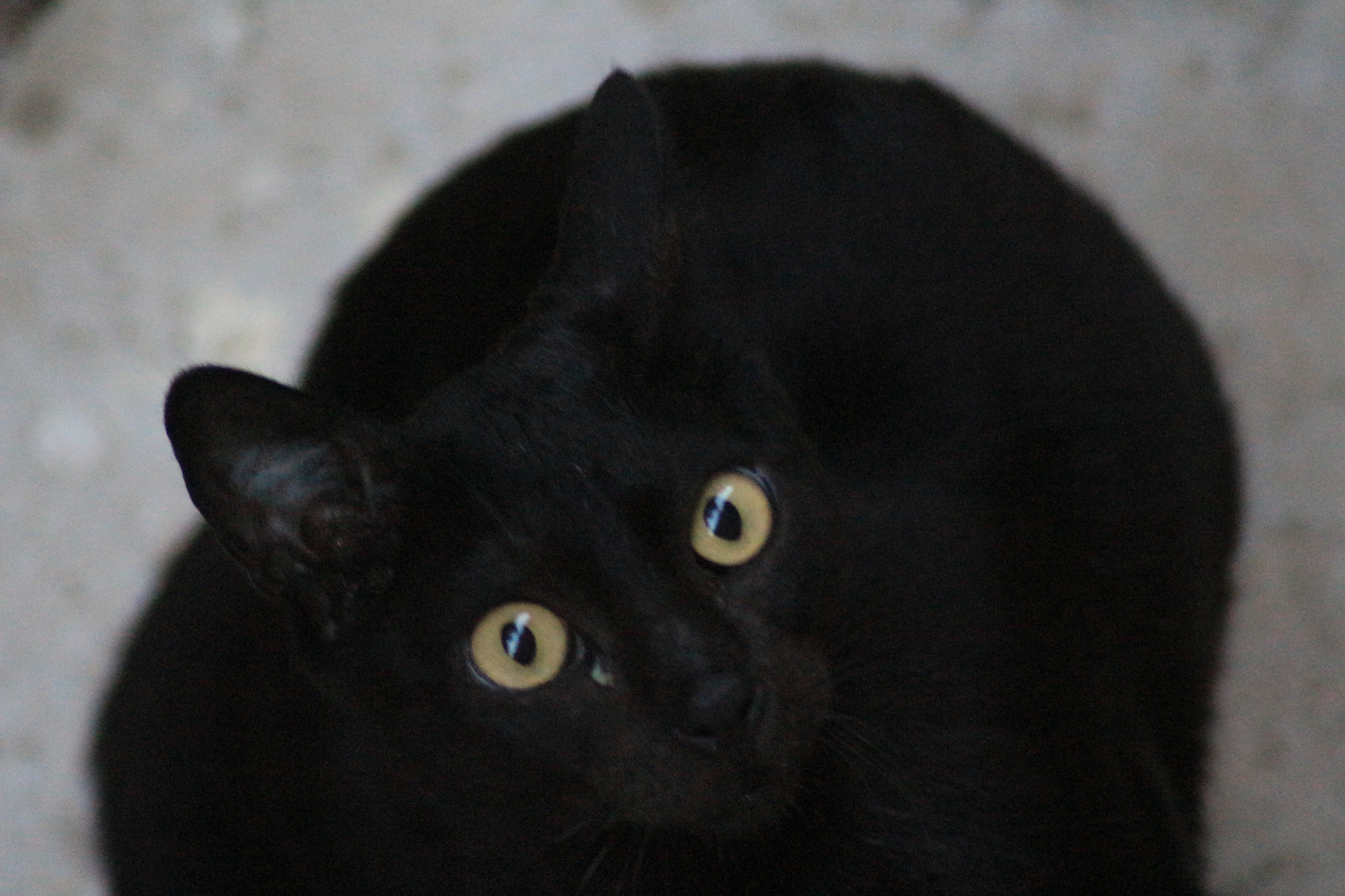 Canon EOS 700D (EOS Rebel T5i / EOS Kiss X7i) sample photo. Eyes photography