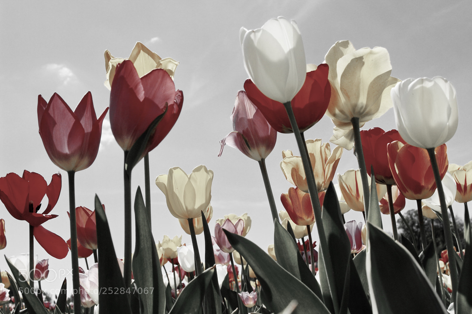 Canon EOS 600D (Rebel EOS T3i / EOS Kiss X5) sample photo. Tulips photography