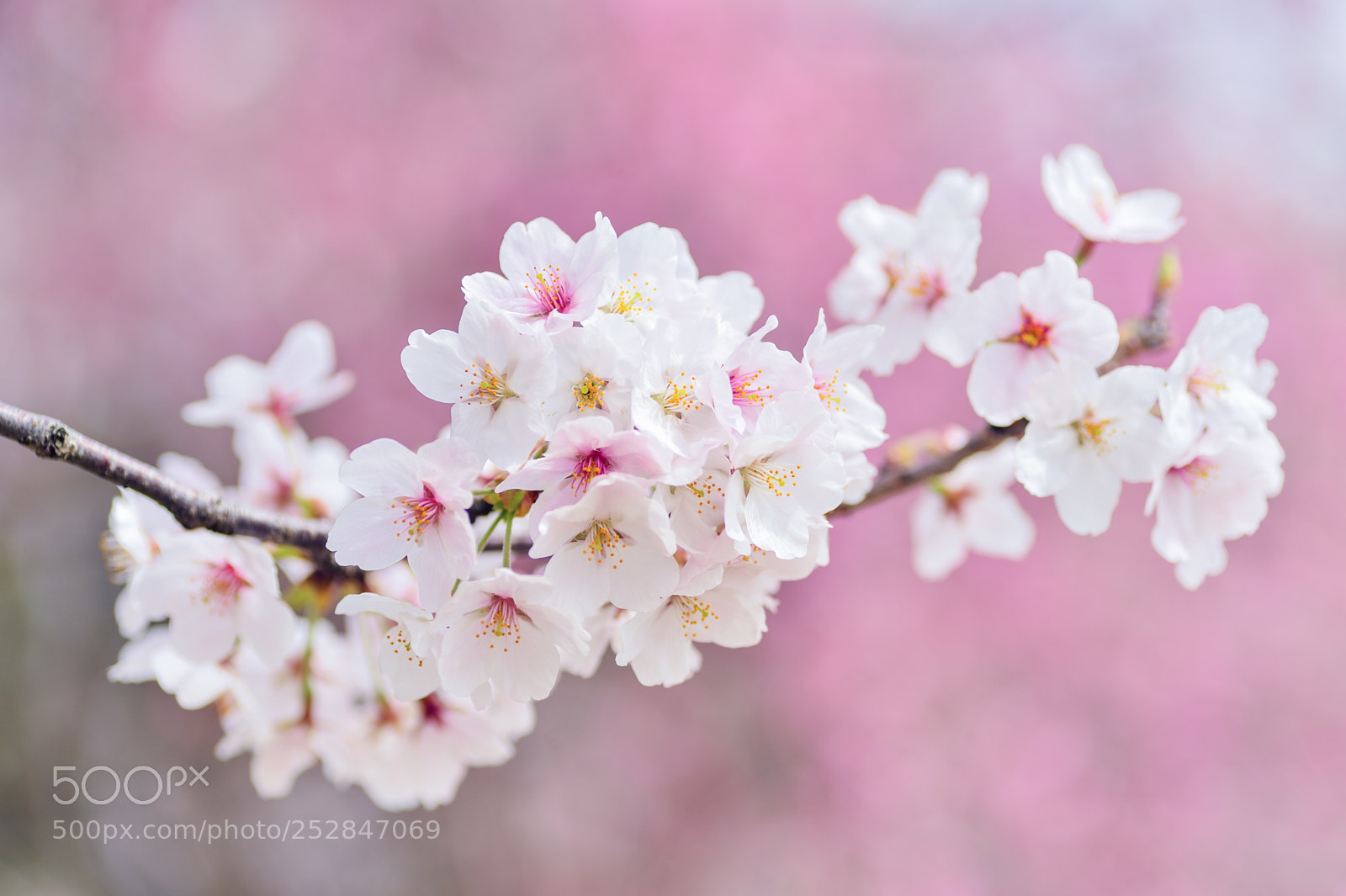 Nikon Df sample photo. Japan photography