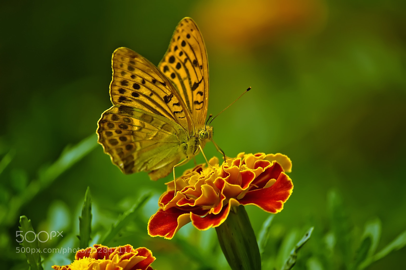 Canon EOS 7D sample photo. Butterfly photography