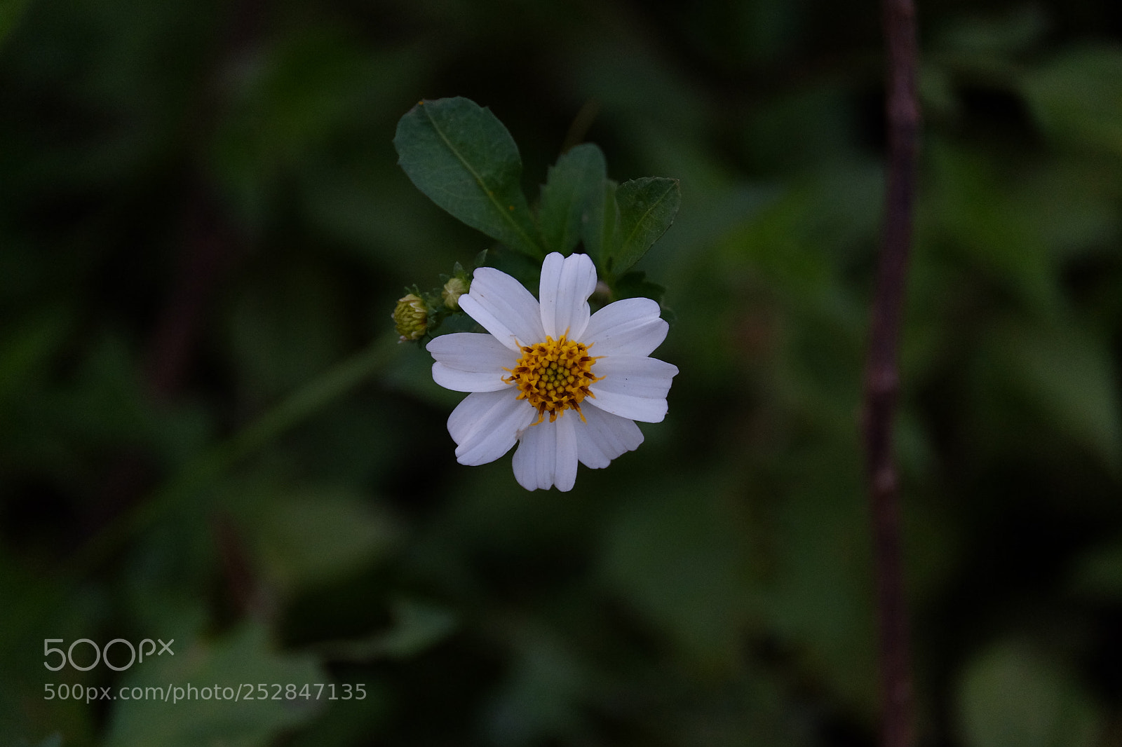 Fujifilm X-T1 sample photo. Untitled photography