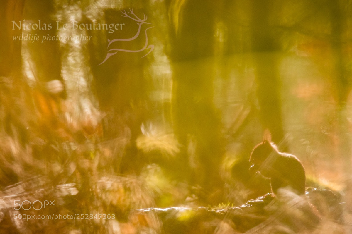 Canon EOS 80D sample photo. Squirrel  photography
