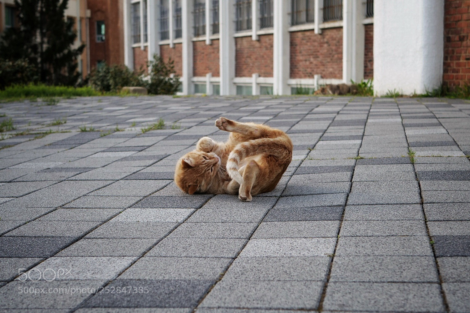 Panasonic Lumix DC-G9 sample photo. 구르는 고양이 photography