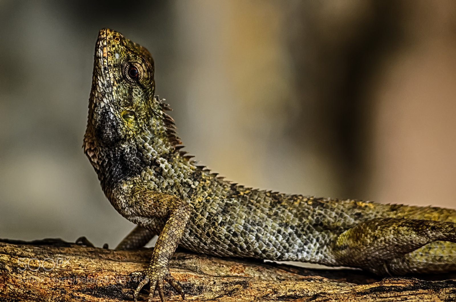 Nikon D5100 sample photo. Resting lizard photography