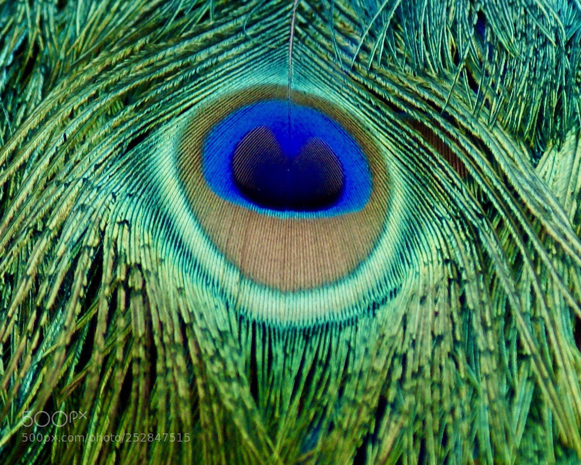 Sony Alpha DSLR-A100 sample photo. Feather  photography