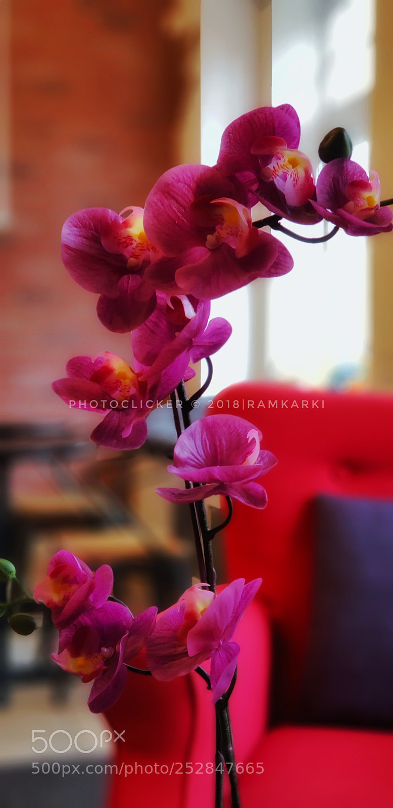 Samsung Galaxy S9+ sample photo. Orchid photography
