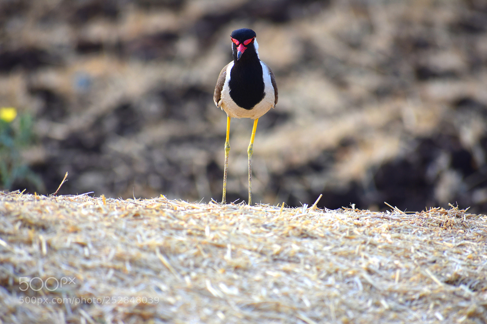 Nikon D3400 sample photo. Titodi(red-wattled lapwing)-pose-1 photography