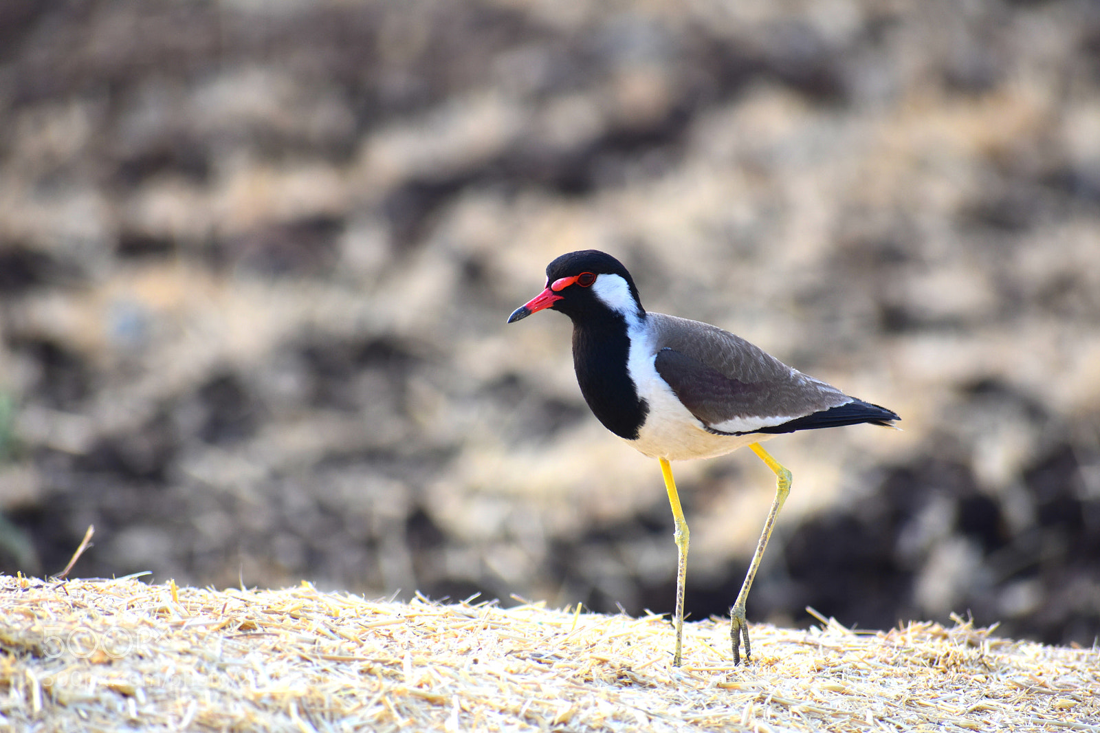 Nikon D3400 sample photo. Titodi(red-wattled lapwing)-pose-2 photography