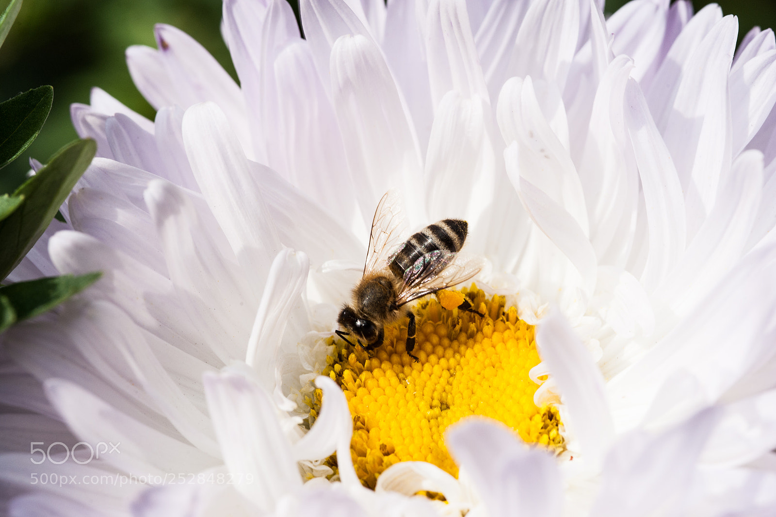 Nikon D700 sample photo. Macro details of bee photography