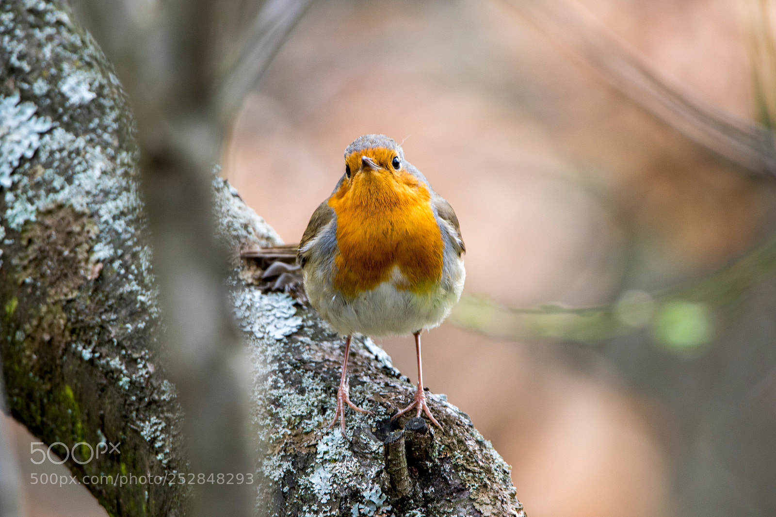 Canon EOS 7D Mark II sample photo. Robin photography