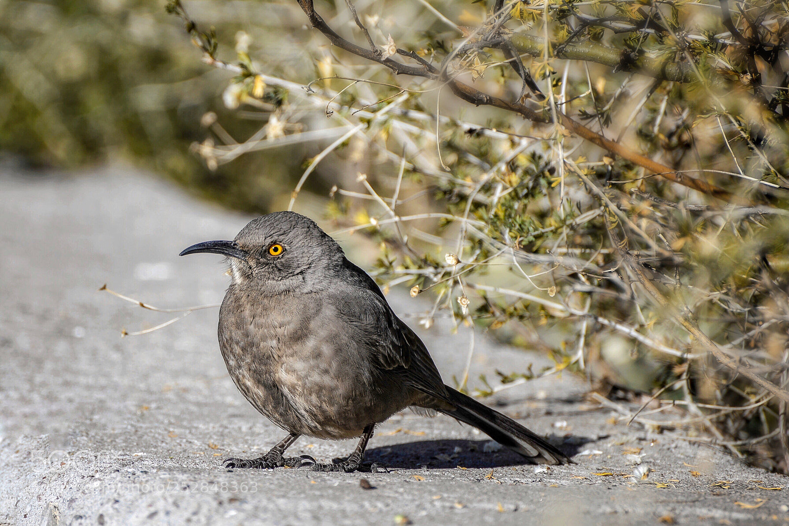 Nikon D610 sample photo. ‘curve-billed thrasher’ photography