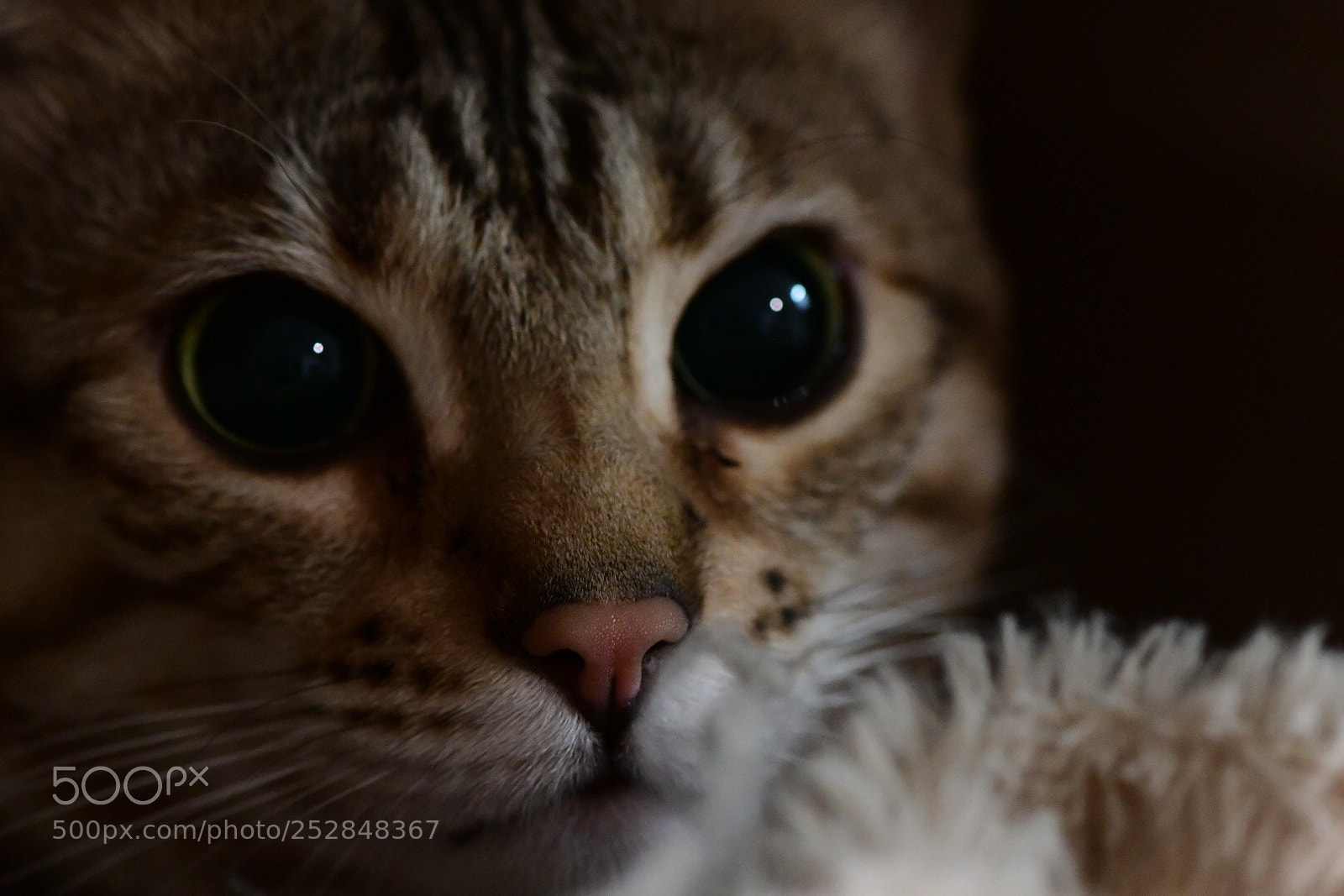 Nikon D500 sample photo. Beautiful bengal mix photography