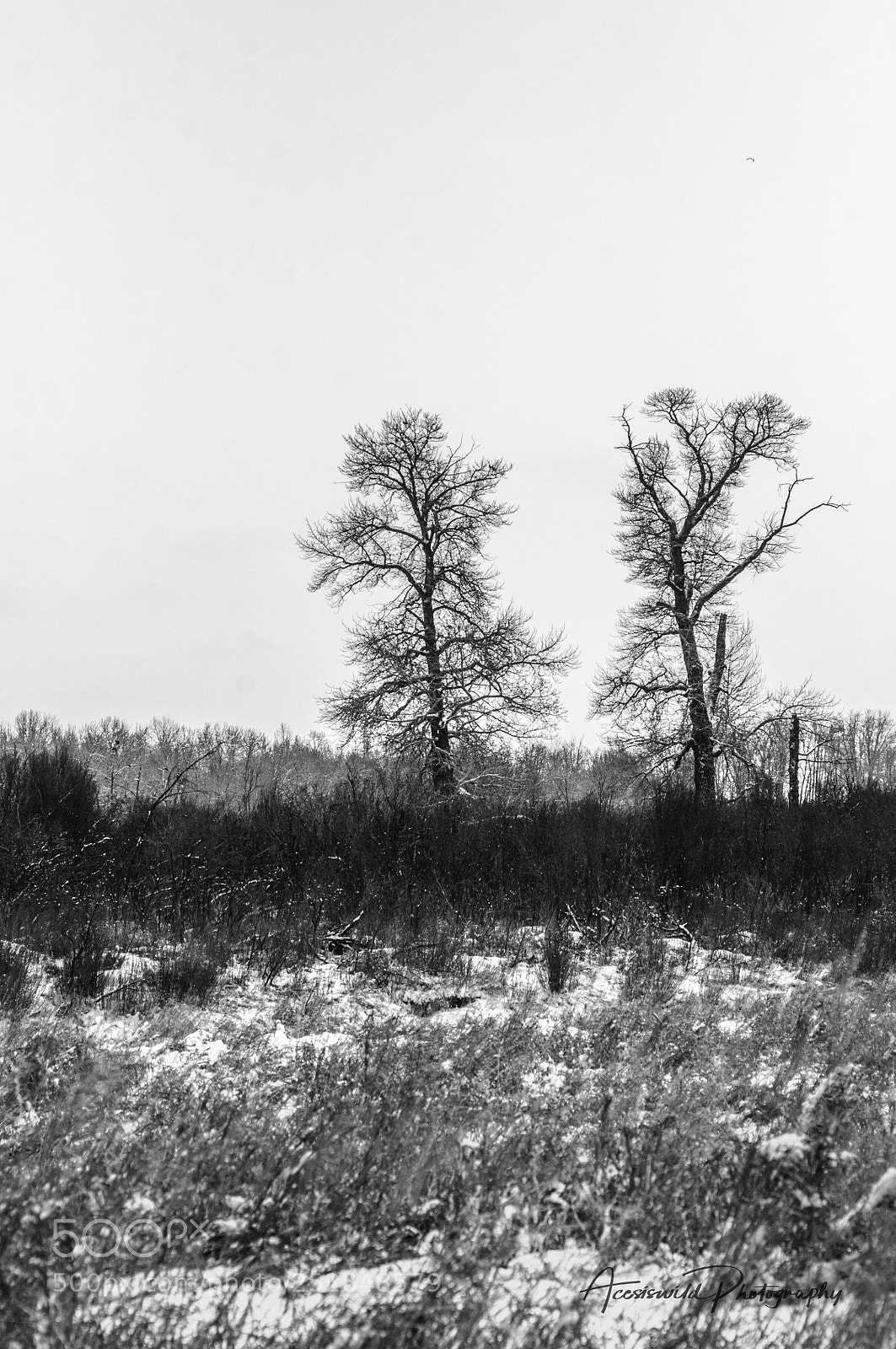 Nikon D90 sample photo. Isolation photography