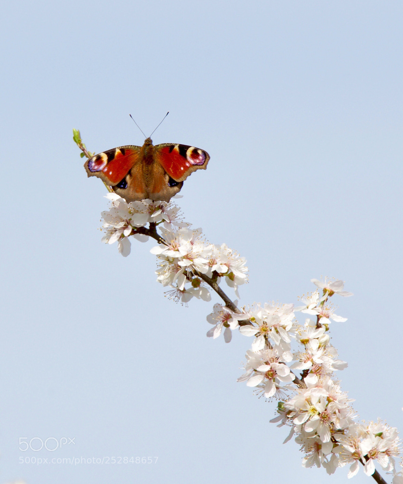 Nikon D500 sample photo. Papillon  photography