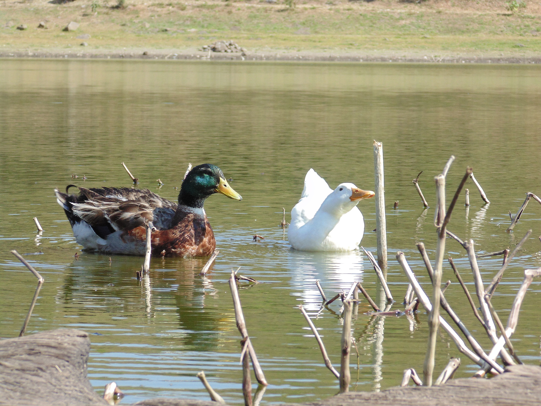 Sony Cyber-shot DSC-H200 sample photo. Loved! photography