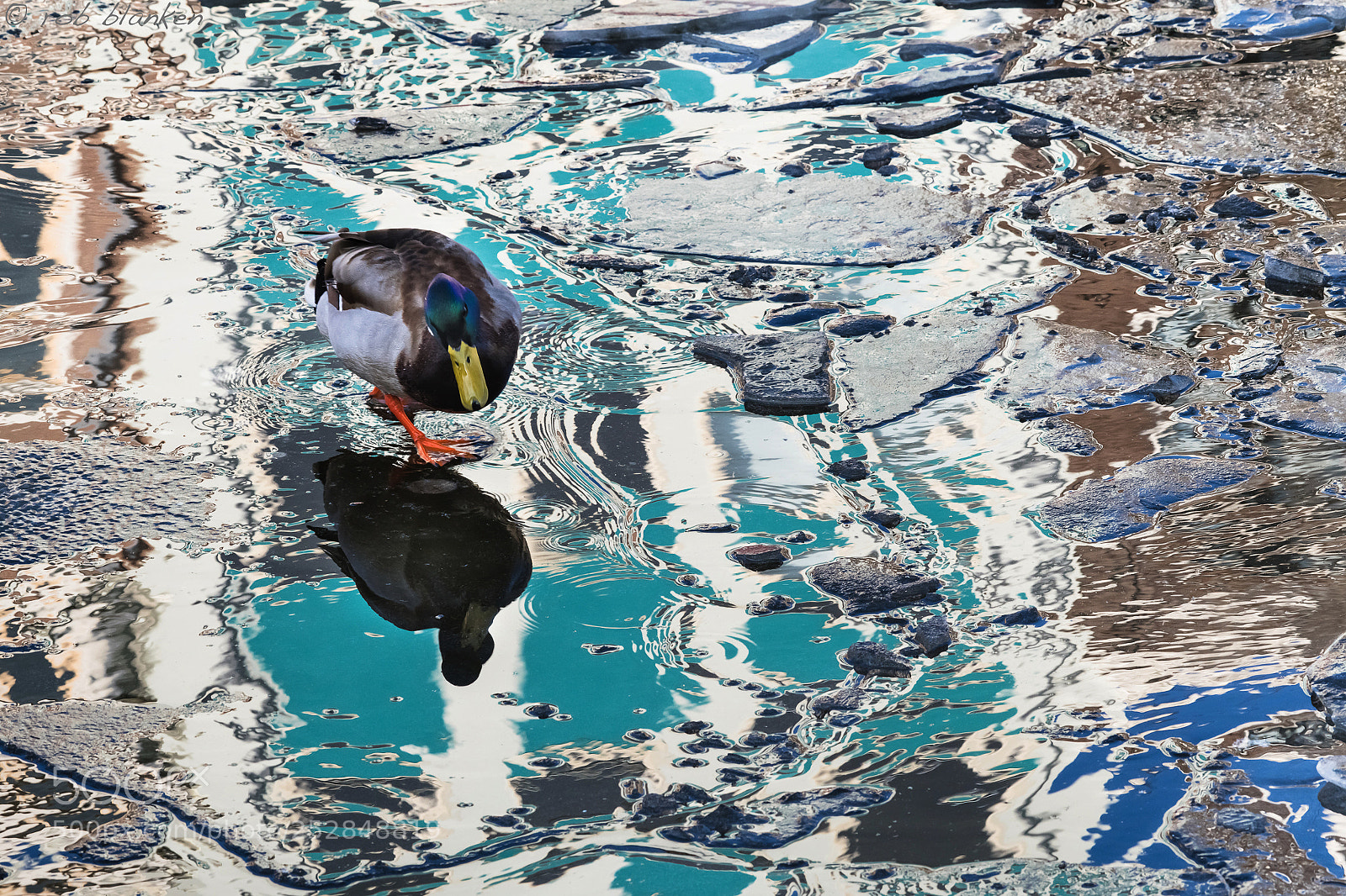 Nikon D850 sample photo. Reflection (1) photography