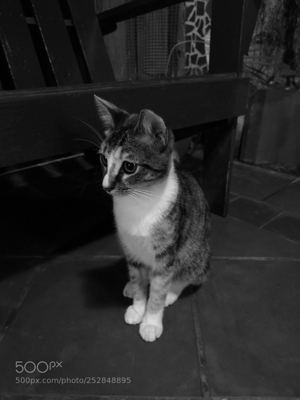 HUAWEI Mate 10 Pro sample photo. Cat watching photography