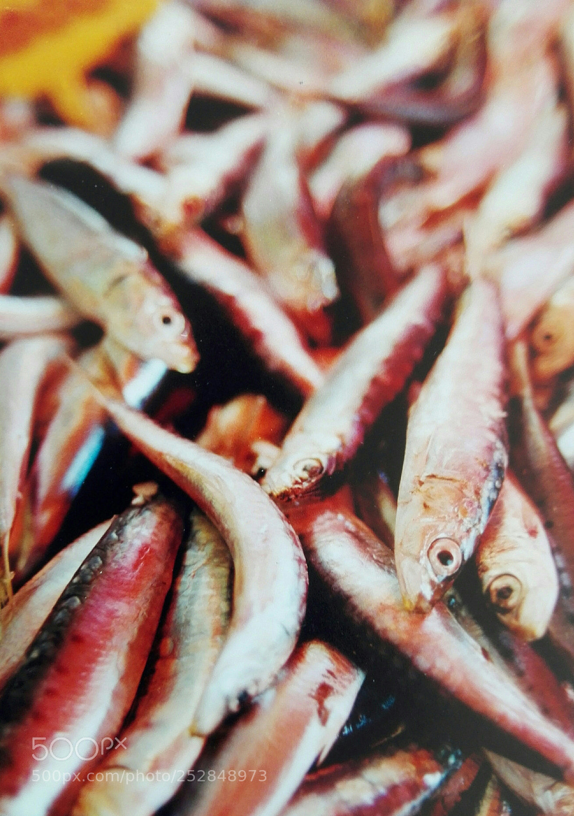HUAWEI P8 Lite sample photo. Seafish photography
