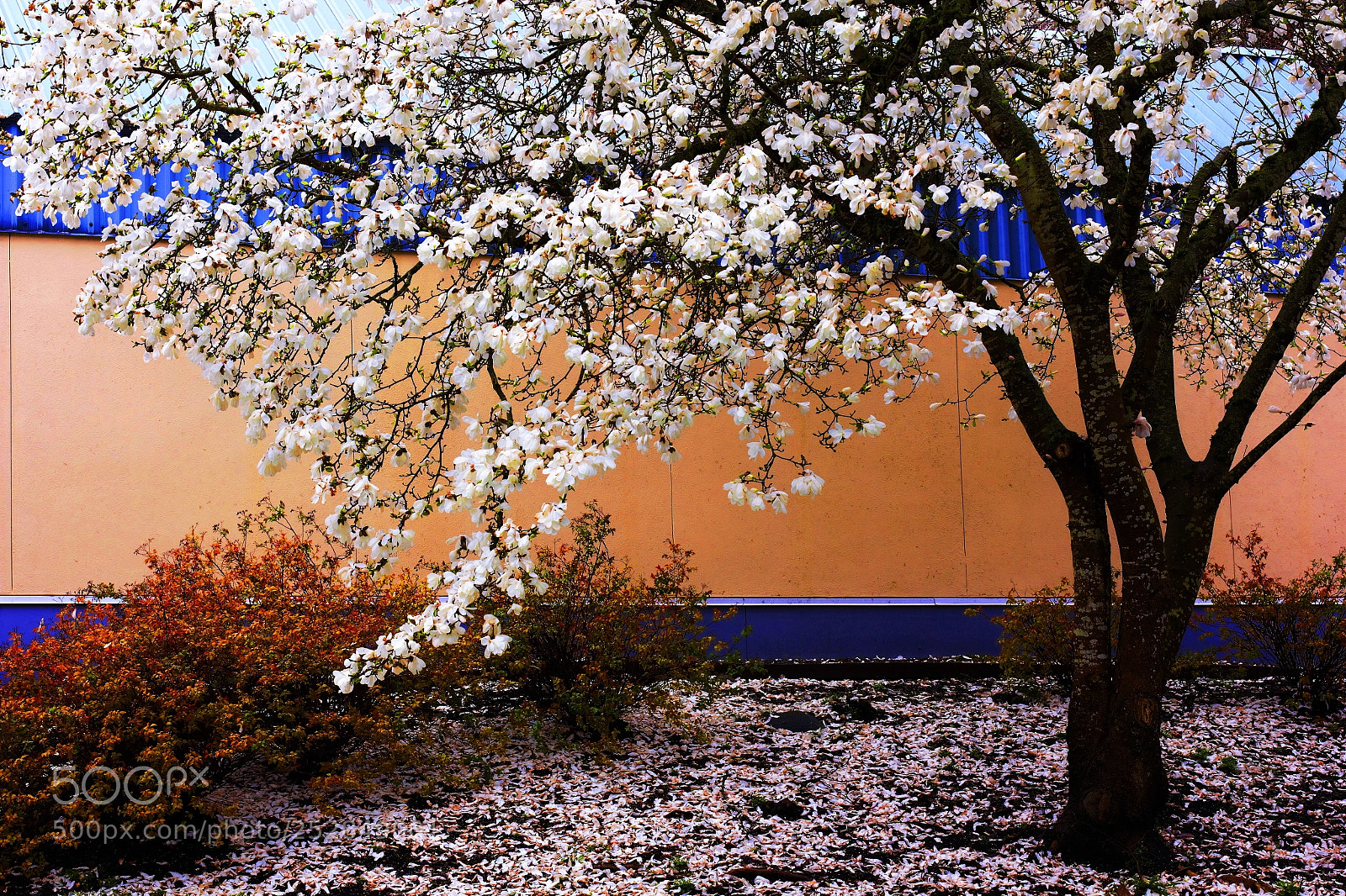 Canon EOS 60D sample photo. Back yard -- 后院 photography