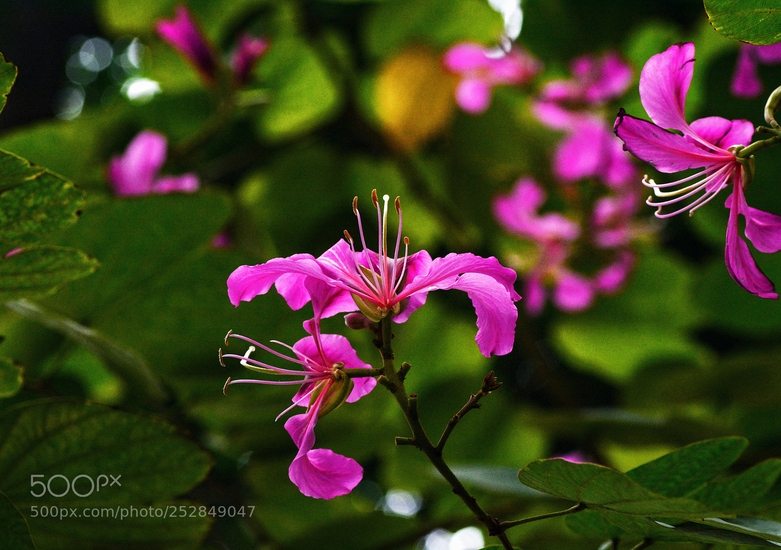 Nikon D7100 sample photo. Tmnttnn photography