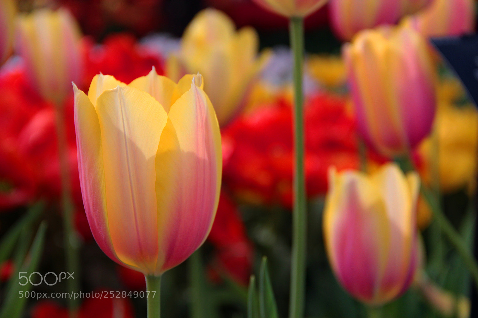Canon EOS 600D (Rebel EOS T3i / EOS Kiss X5) sample photo. Tulpenwunderland photography
