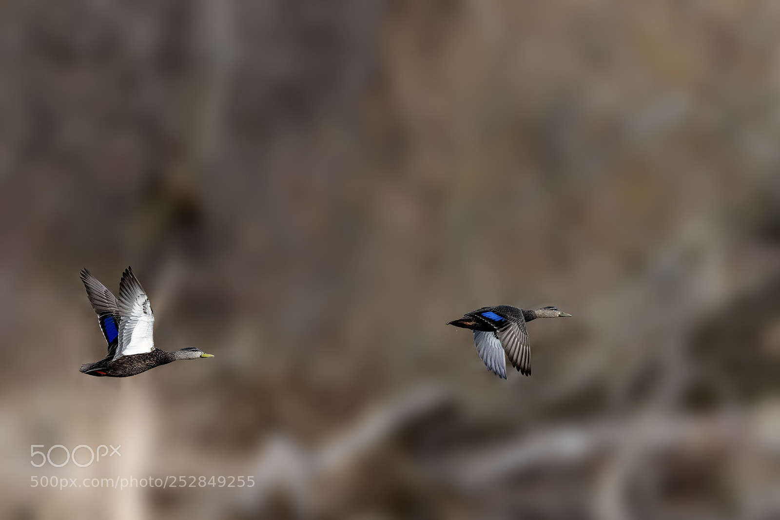 Nikon D850 sample photo. Black ducks photography