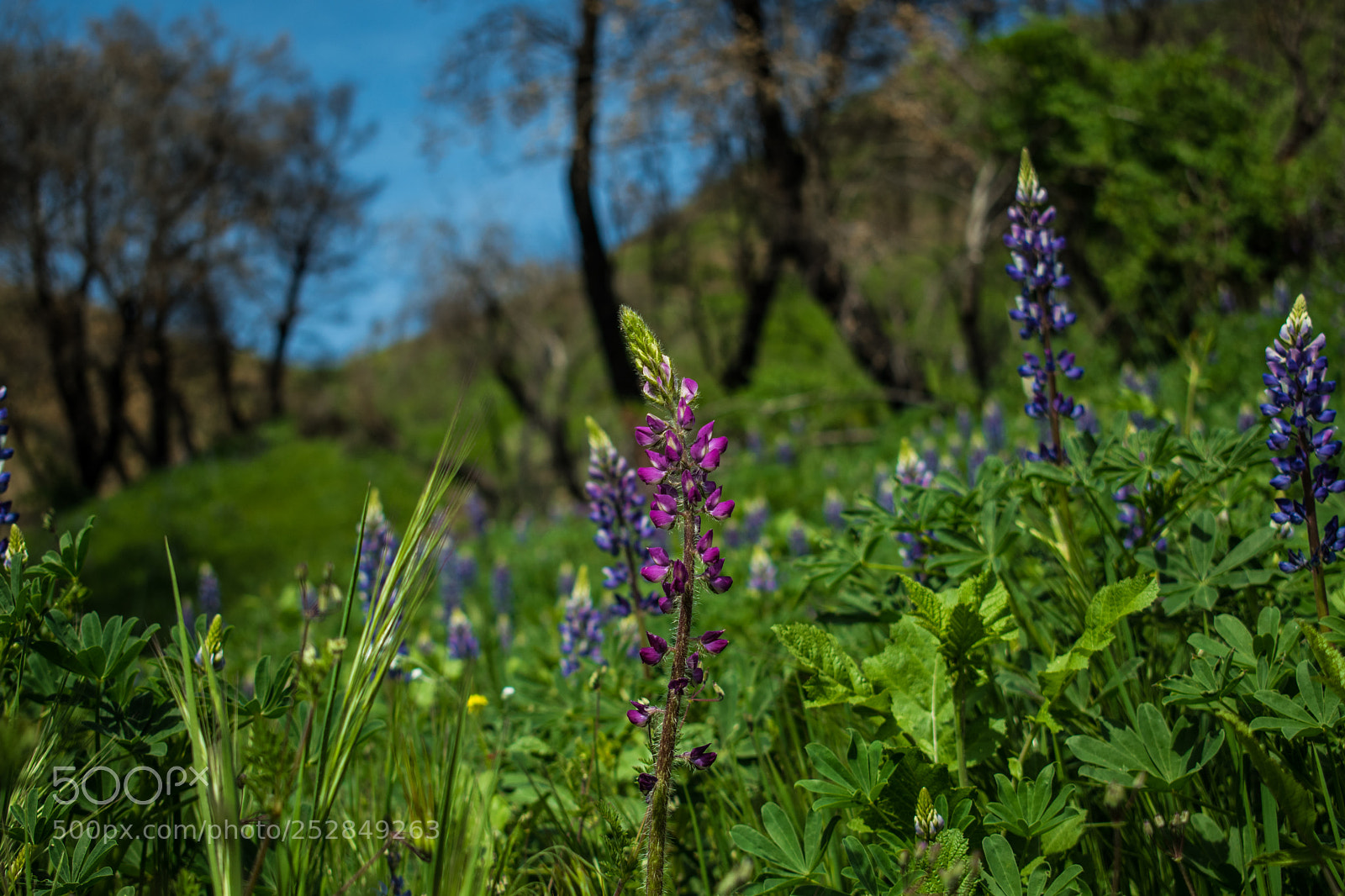 Nikon D5500 sample photo. Lone color photography
