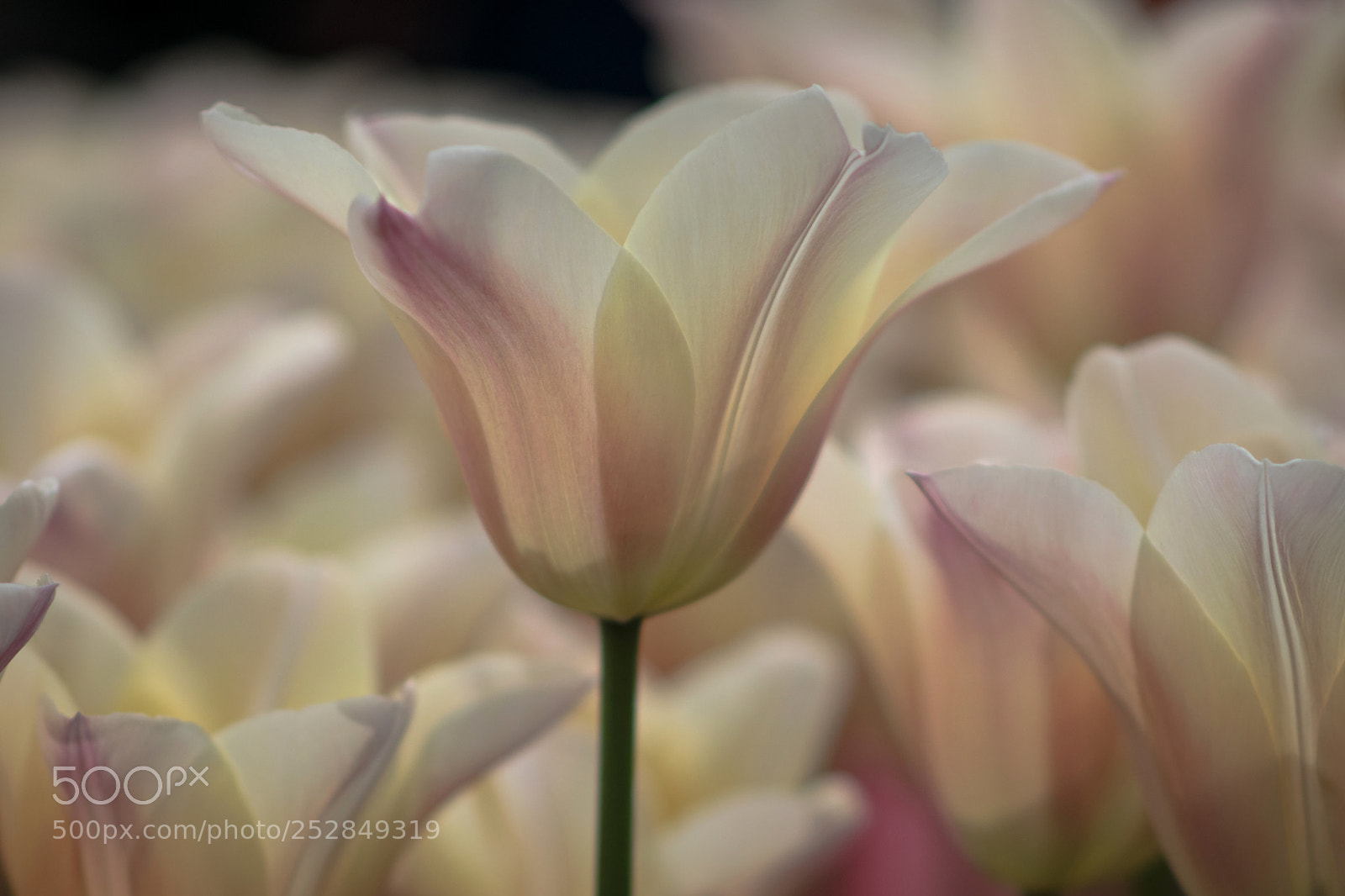 Nikon D5300 sample photo. Delicate photography