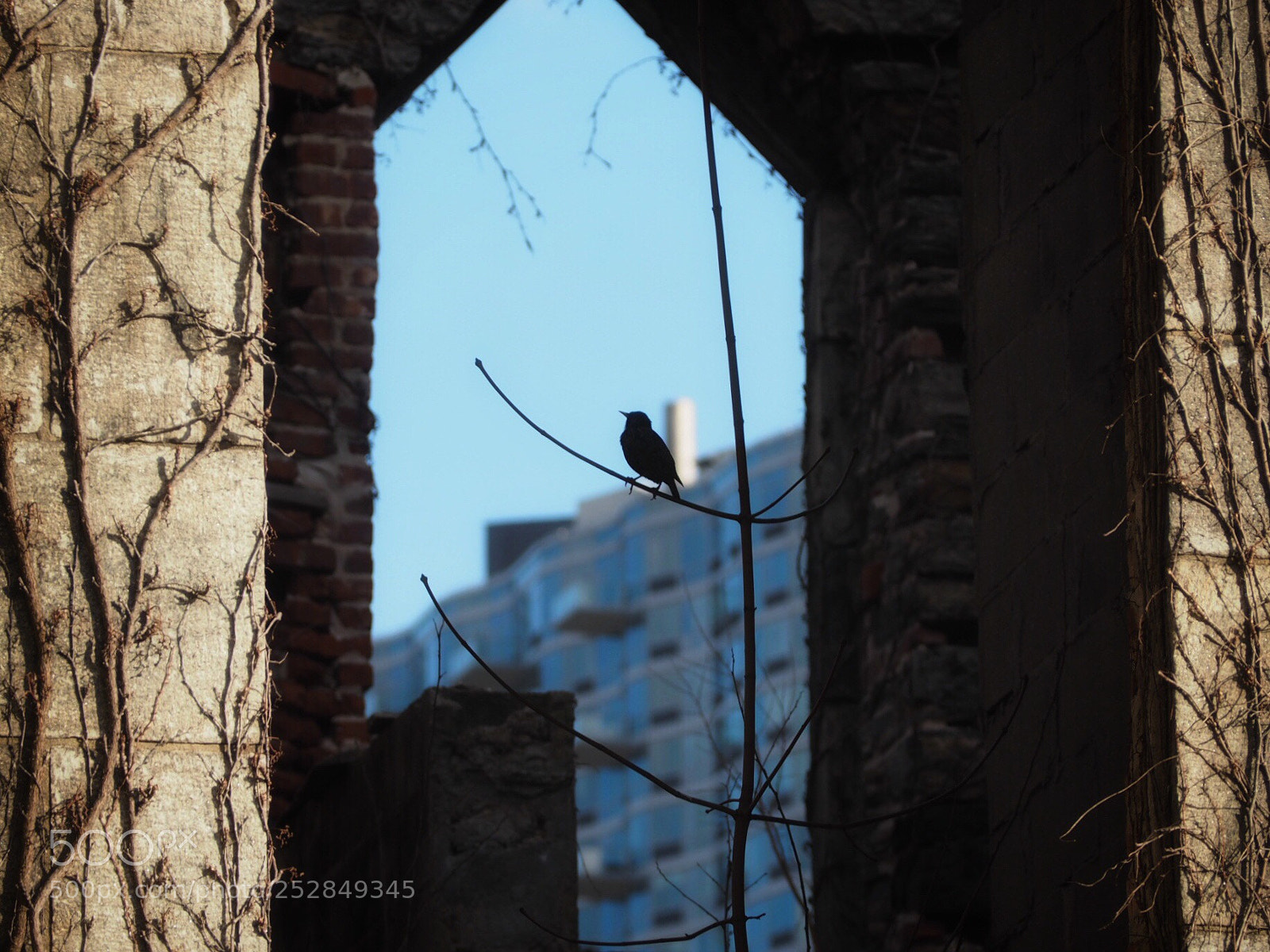 Olympus OM-D E-M10 sample photo. Chirp photography