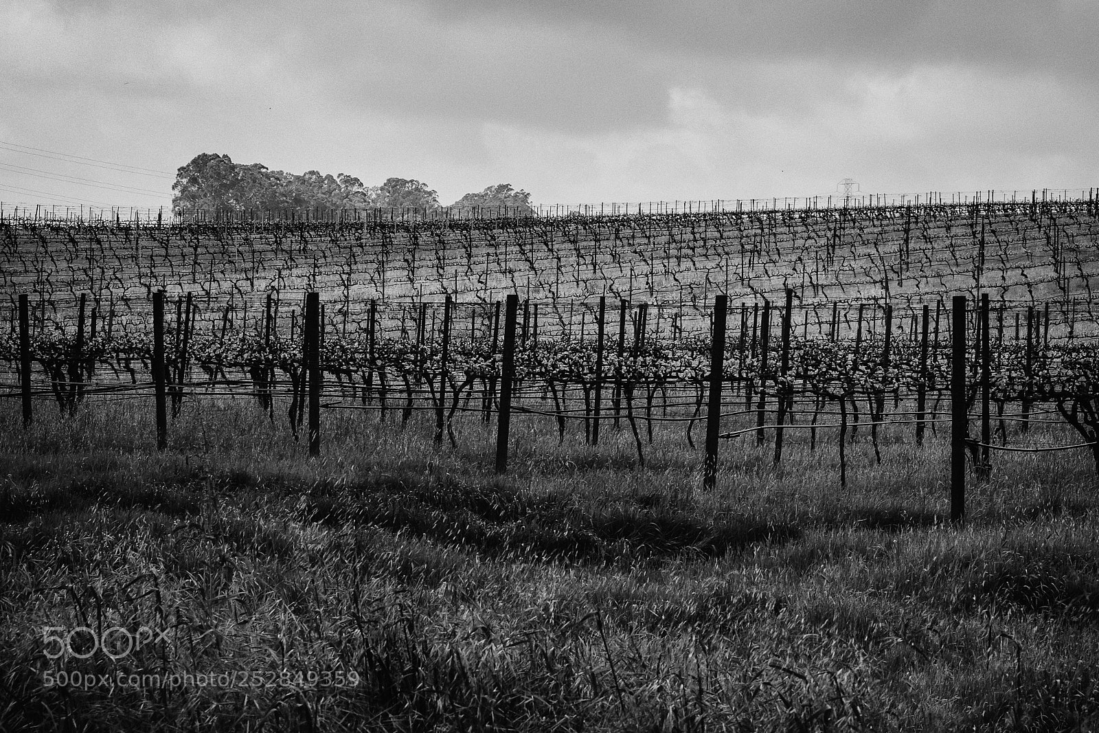 Fujifilm X-T2 sample photo. Stark vineyard  photography