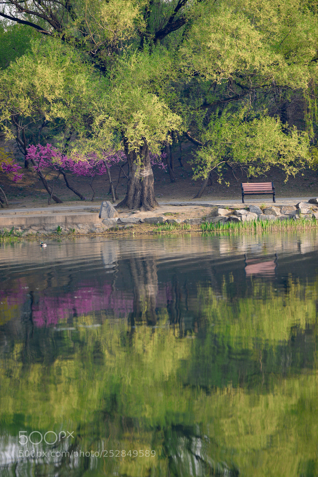 Nikon D800 sample photo. 春意 photography