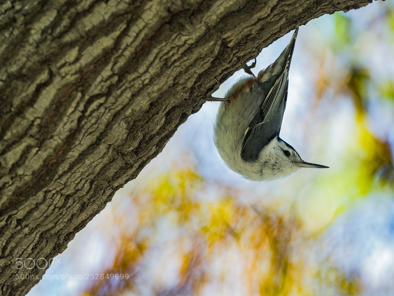 Olympus OM-D E-M1 Mark II sample photo. Black tailed nuthatch photography