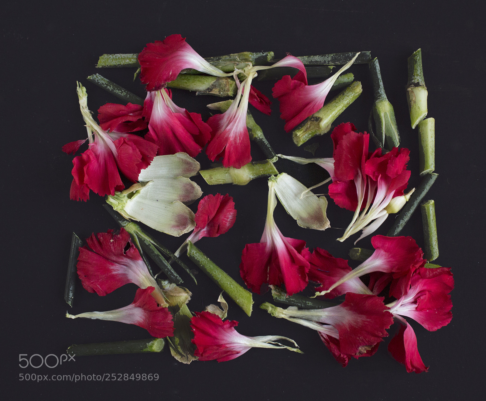 Canon EOS 650D (EOS Rebel T4i / EOS Kiss X6i) sample photo. Petals photography