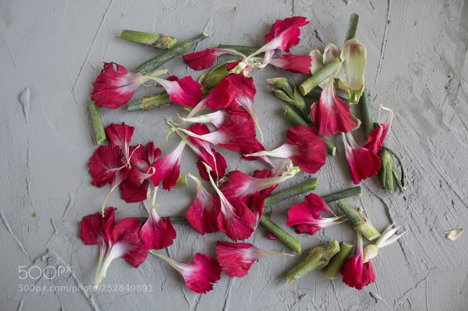 Canon EOS 650D (EOS Rebel T4i / EOS Kiss X6i) sample photo. Carnation petals photography