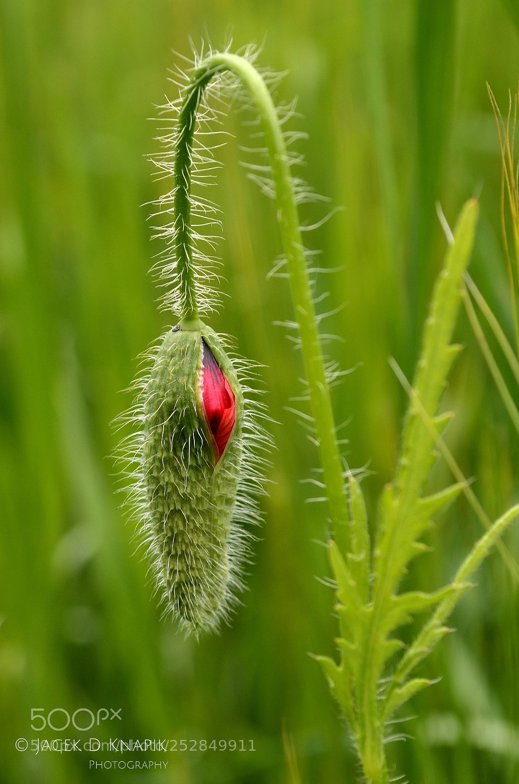 Nikon D5100 sample photo. G photography