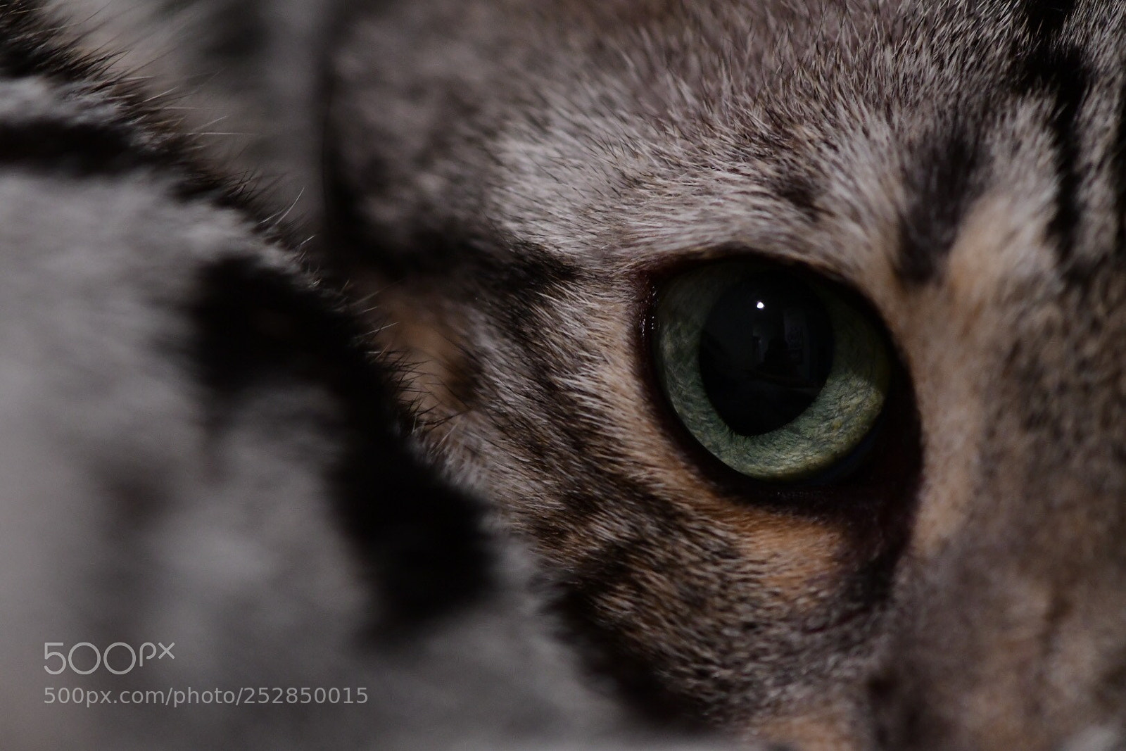 Nikon D500 sample photo. Untitled photography