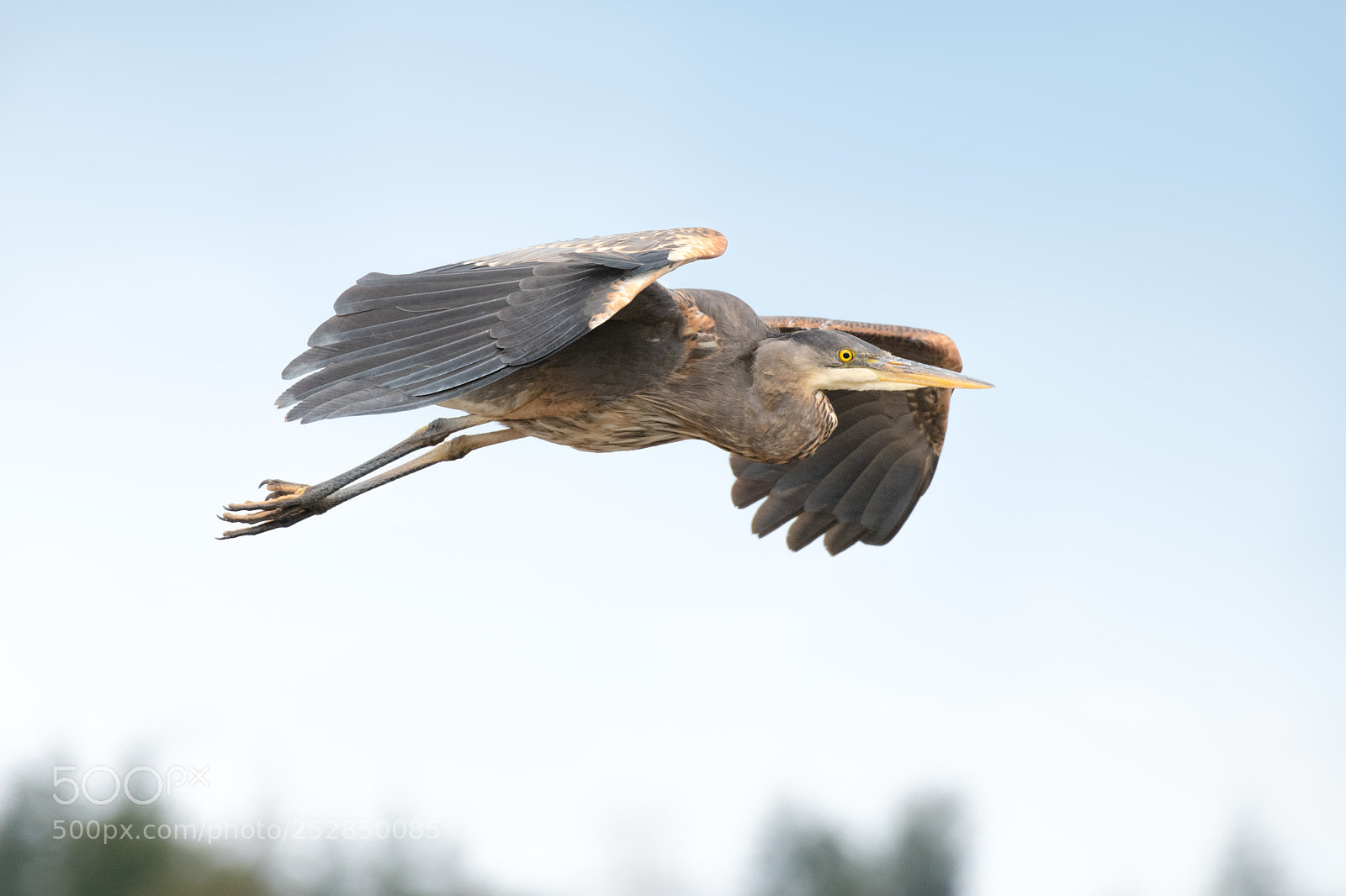 Nikon D850 sample photo. Gbh landing photography