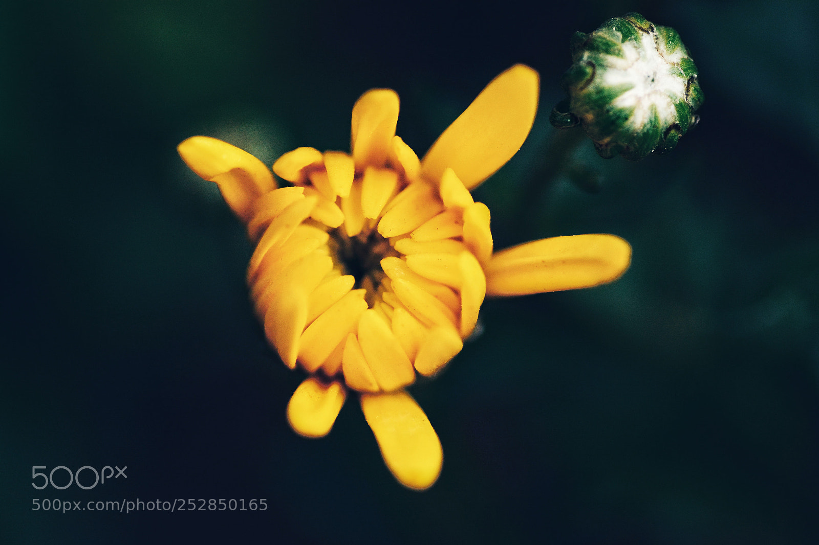 Nikon D7100 sample photo. Khpmtdvn photography