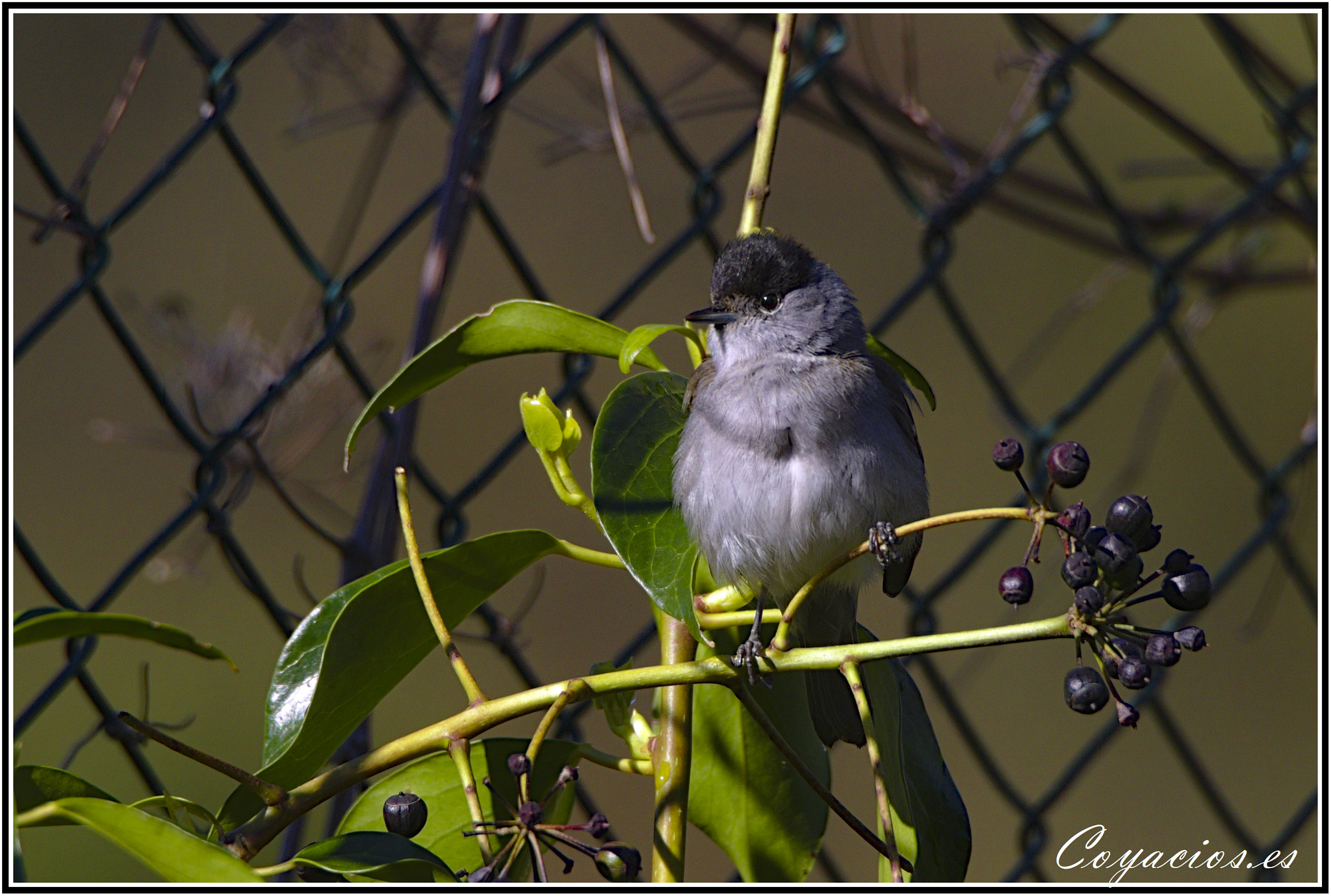 Canon EOS 7D Mark II sample photo. Al sol photography