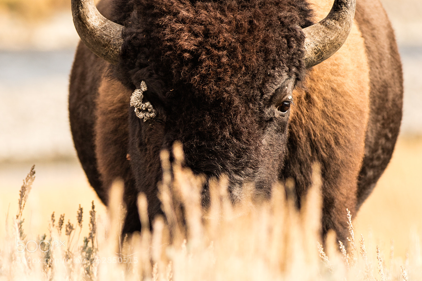 Canon EOS 5DS sample photo. Bison stare photography