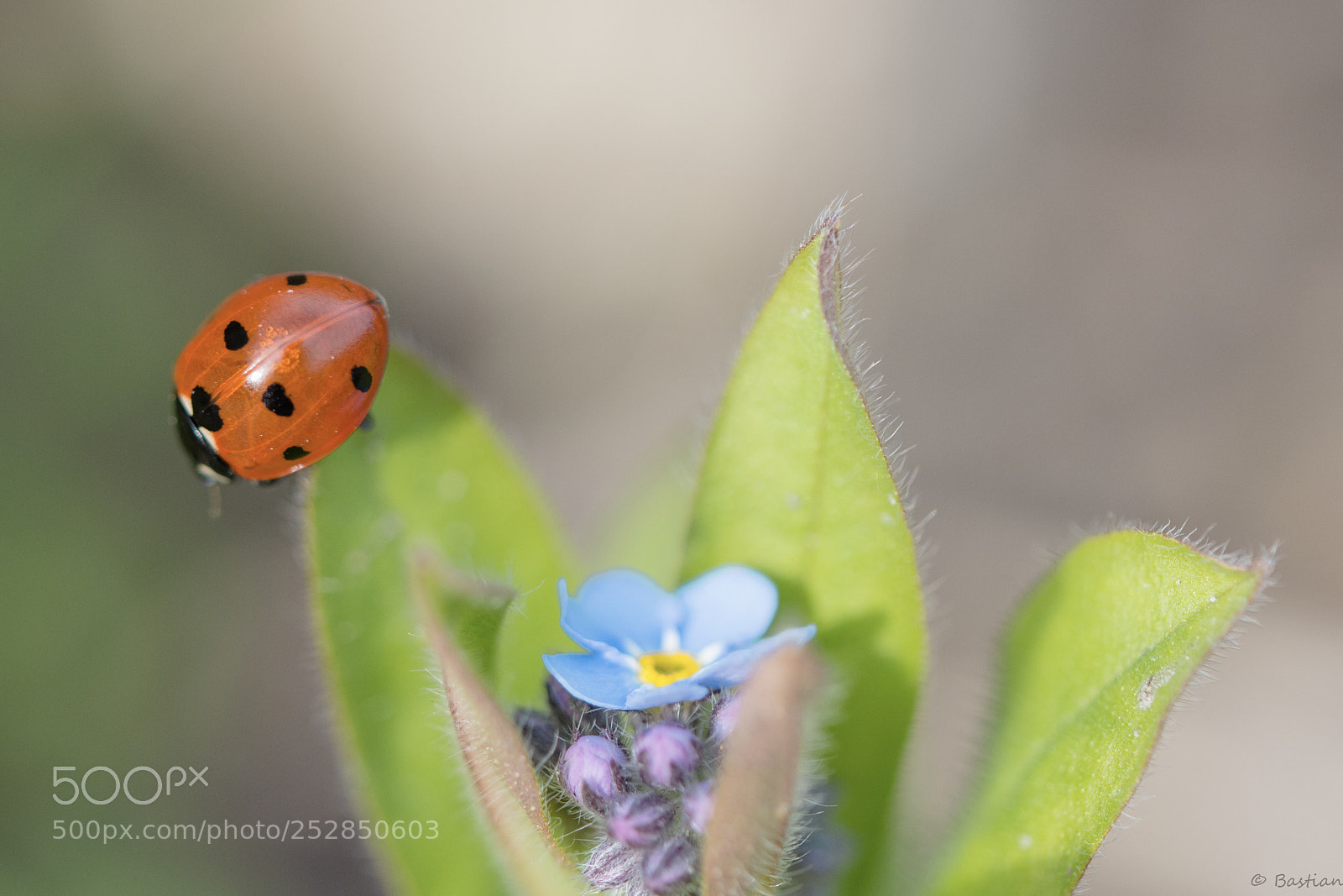 Nikon D7200 sample photo. Ladybird photography