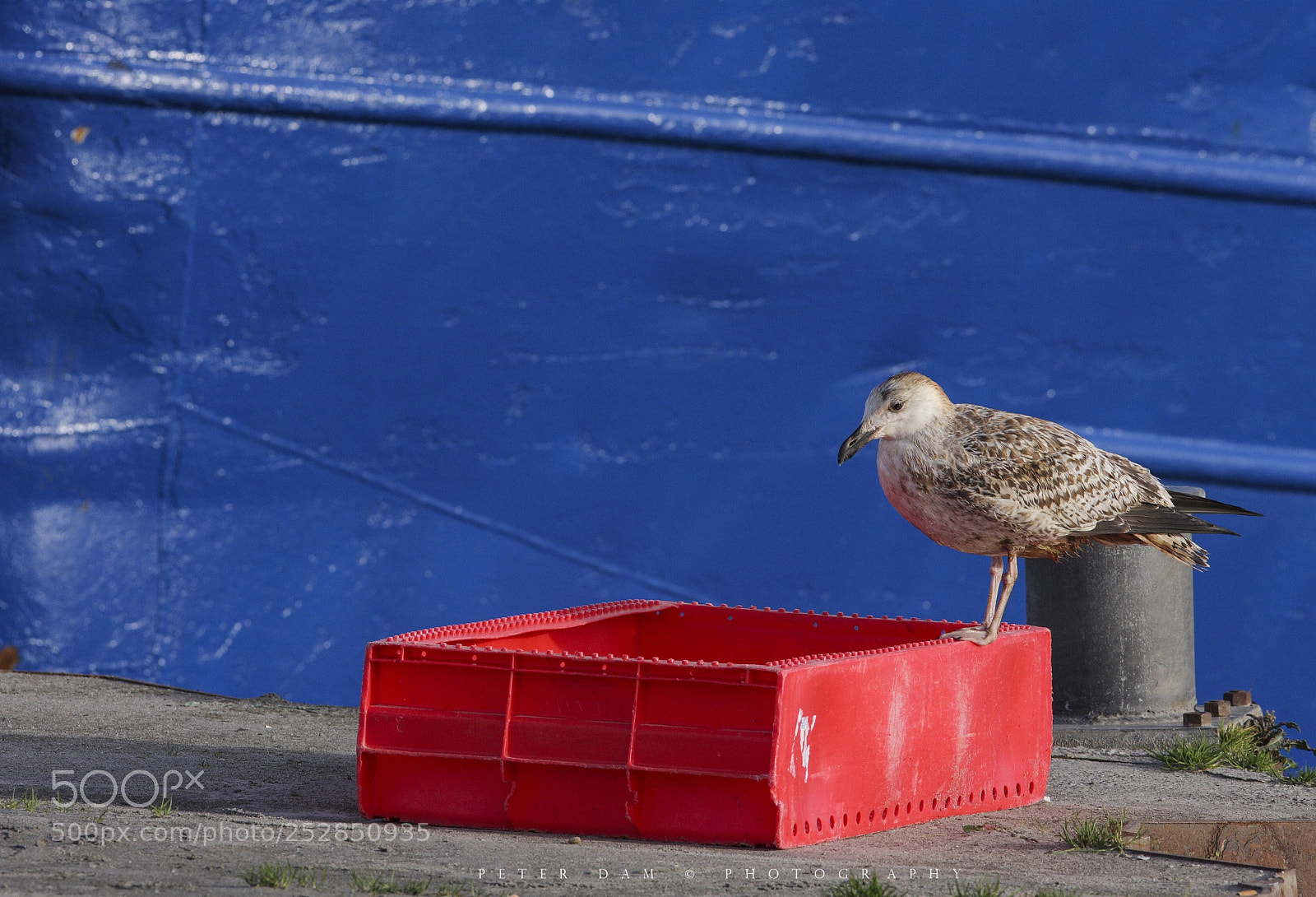 Canon EOS 40D sample photo. Gulls’n fish photography